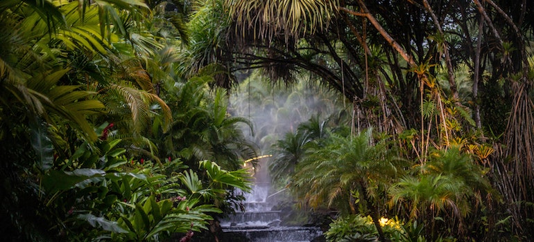 Jungle humidity