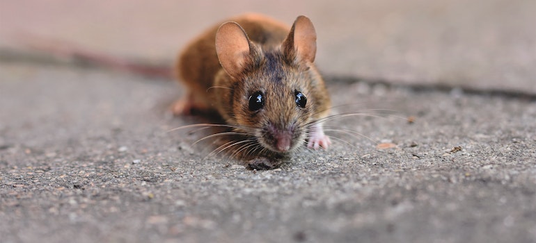 small mouse