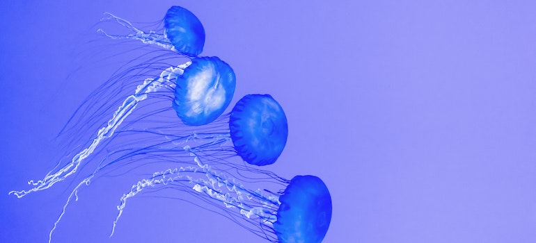 jellyfish in the sea