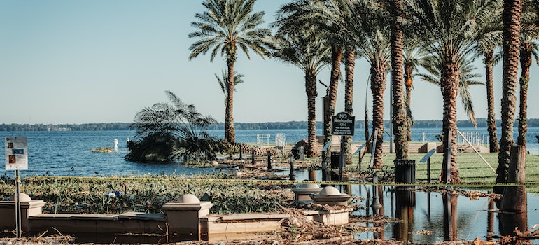 palm trees on the ground