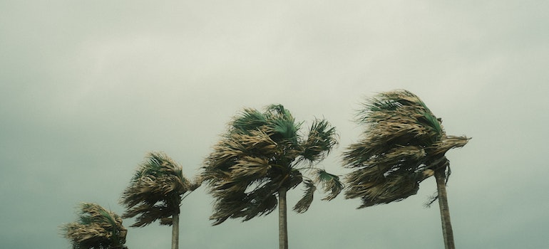 palms in a storm