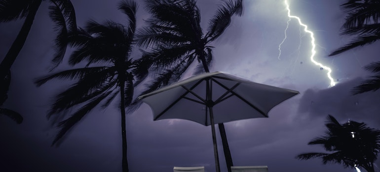 palm in a storm