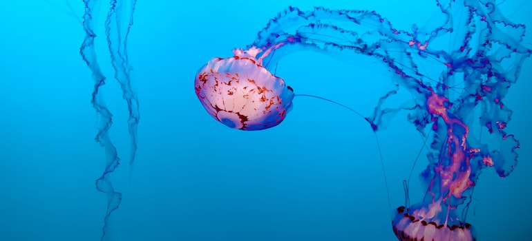 jellyfish swimming