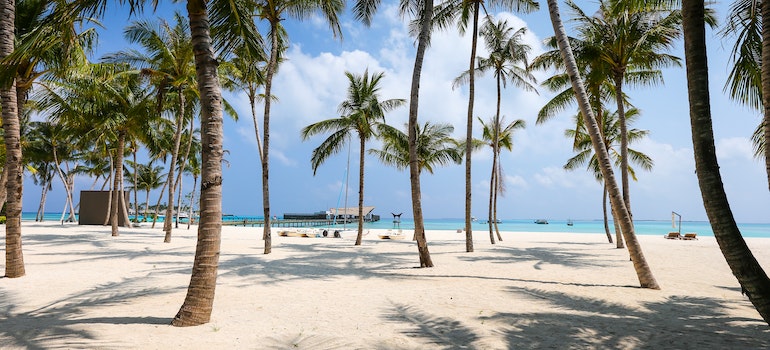 palms and a beach