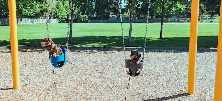 dogs in a park