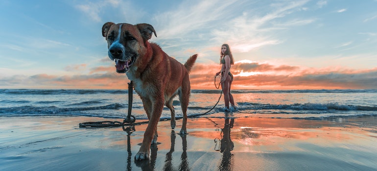 girl and a dog on a beach