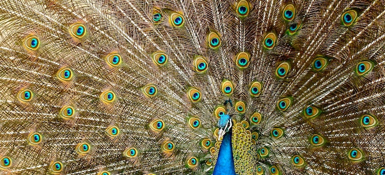 peacock with feathers