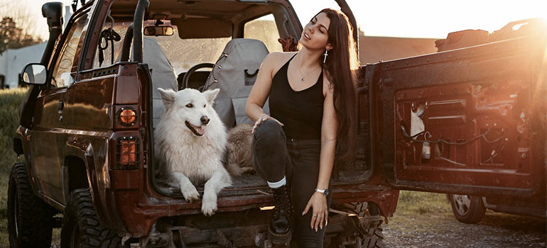pet in a car