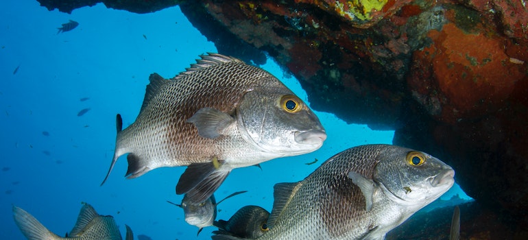 catching Mangrove Snapper after reading our Miami moving guide for fishing enthusiasts