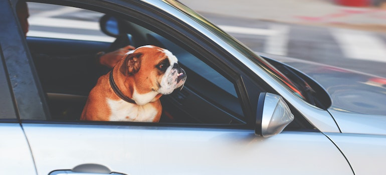 dog in a car