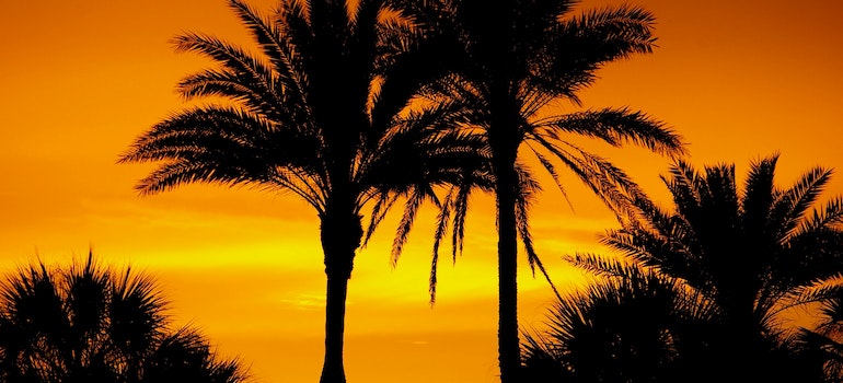 palm trees in sunset