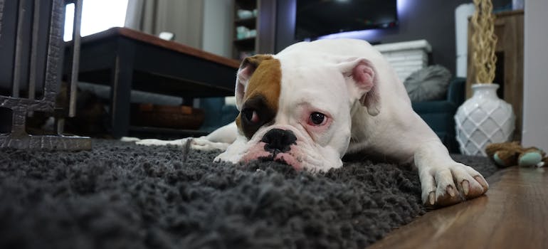 pet in a home