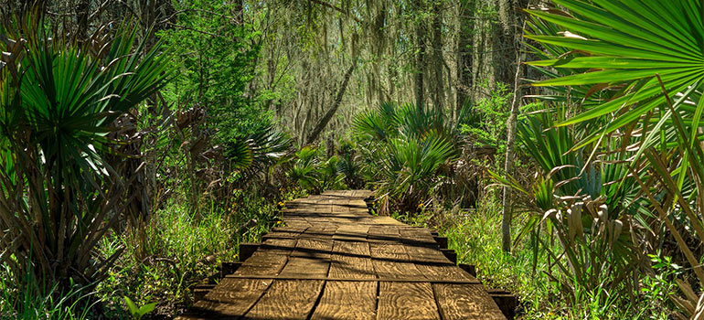 wooden trail