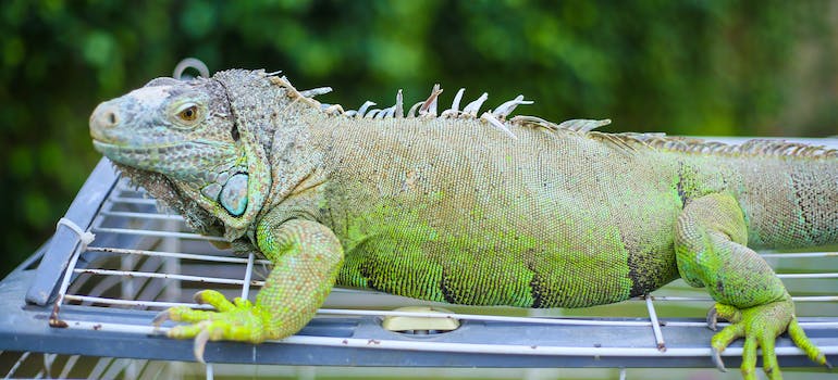 lizard on a cage while moving with exotic pets