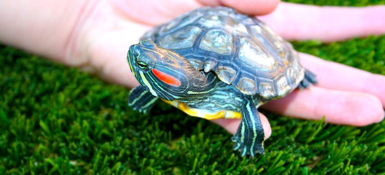 holding a turtle while moving with exotic pets