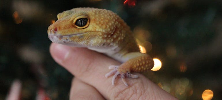 holding a gecko while moving with exotic pets