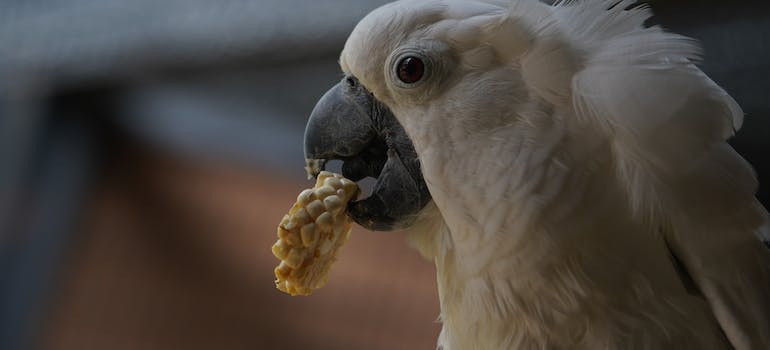 parrot eating after moving with exotic pets