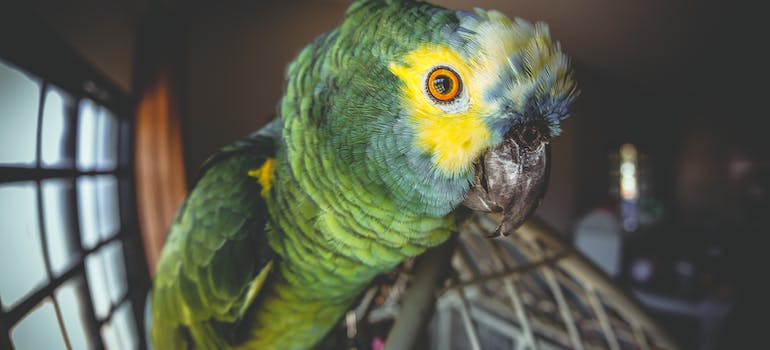 looking at a parrot after moving with exotic pets