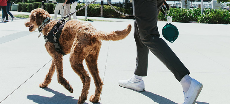 man walking a dog in one of the dog-friendly cities in South Florida