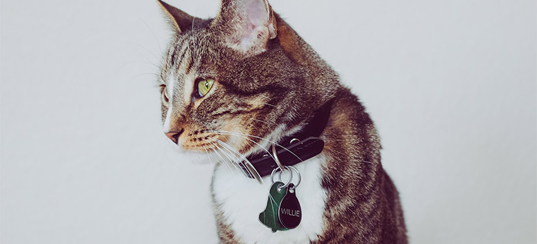 cat with a tag