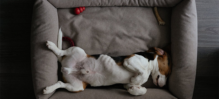 canine resting on a bed after moving with your dog to Florida