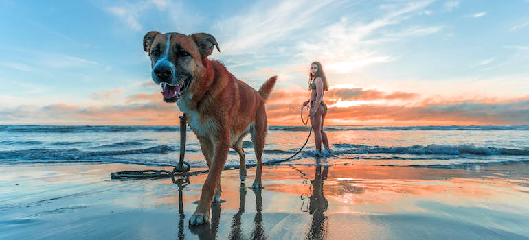 exiting ocean after moving with your dog to Florida