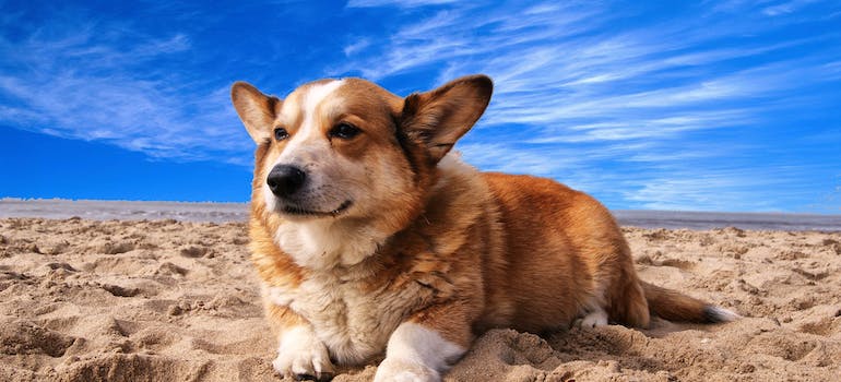 dog on a beach