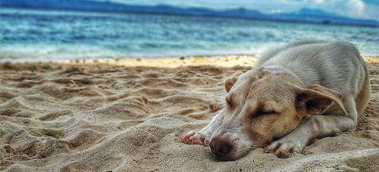 dog resting on a beach