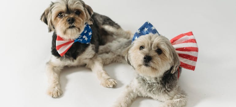 two dogs partying