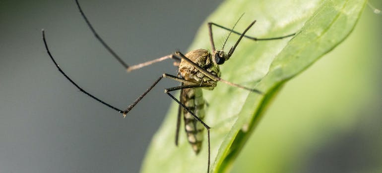 Mosquito on a leaf