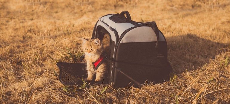 cat in a carrier