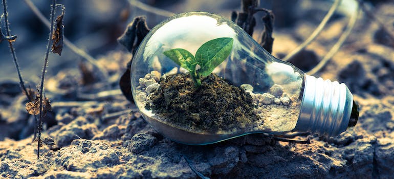 clear lightbulb on gray rock