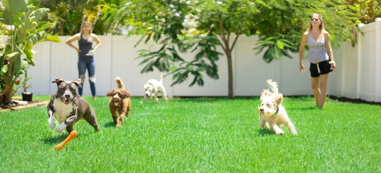dogs in a yard