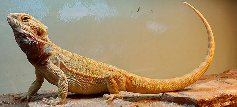 yellow lizard pet