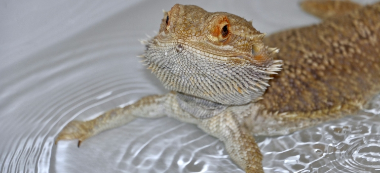 lizard pet swimming