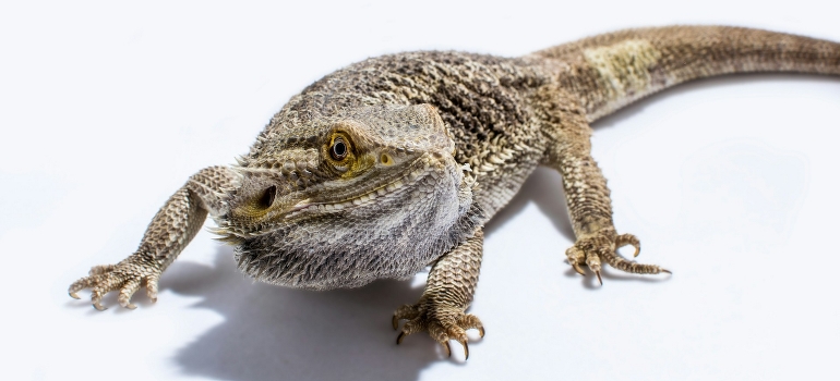 moments before Bearded Dragon