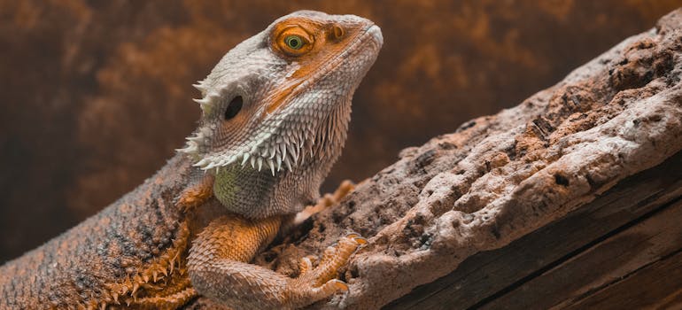 looking at a pet while preparing for moving with a Bearded Dragon