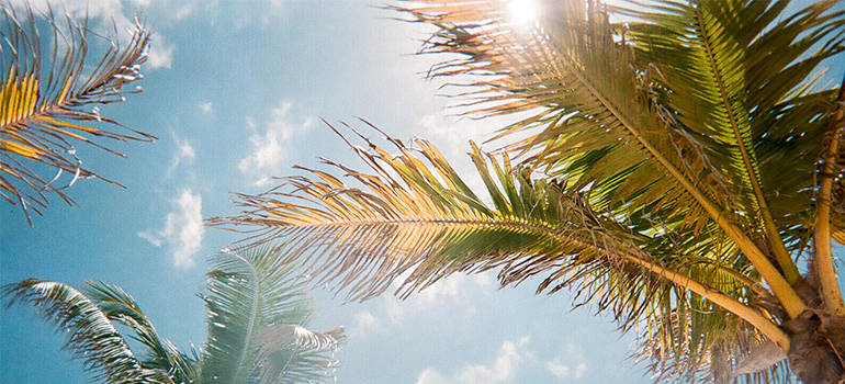 sun through palms