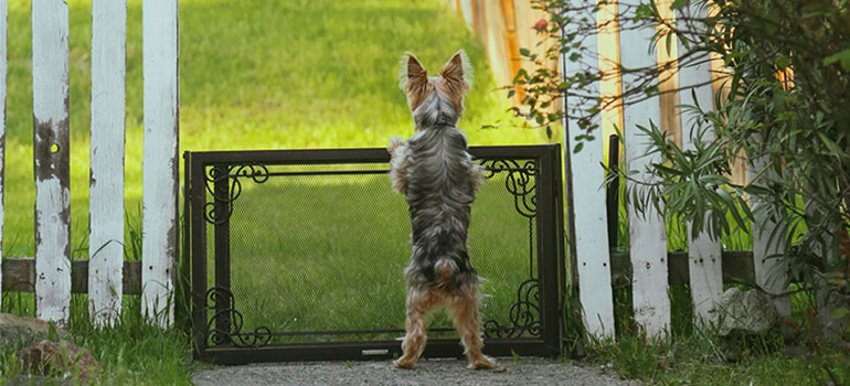 dog looking at a yard