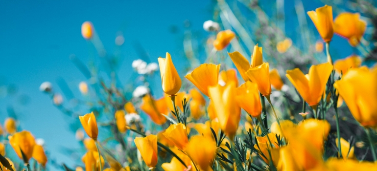 yellow flowers